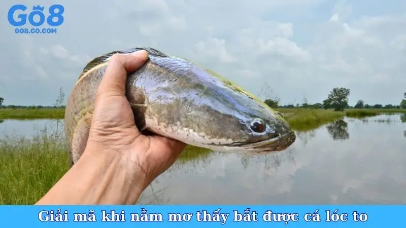 Giải mã khi nằm mơ thấy bắt được cá lóc to