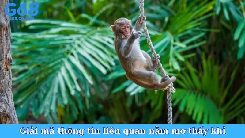 Giải mã thông tin liên quan đến việc nằm mơ thấy khỉ