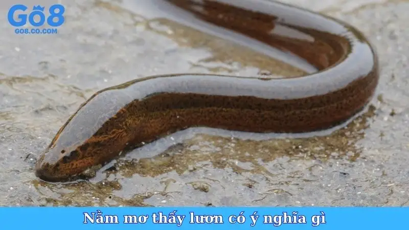 Nằm mơ thấy lươn có ý nghĩa gì