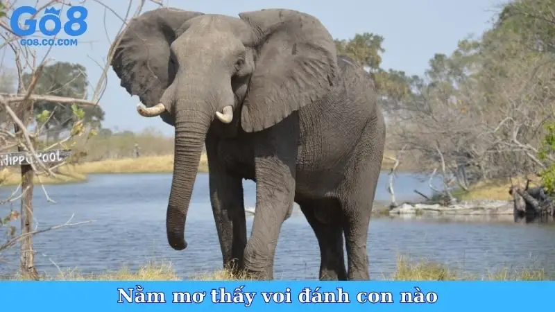 Nằm mơ thấy voi đánh con nào